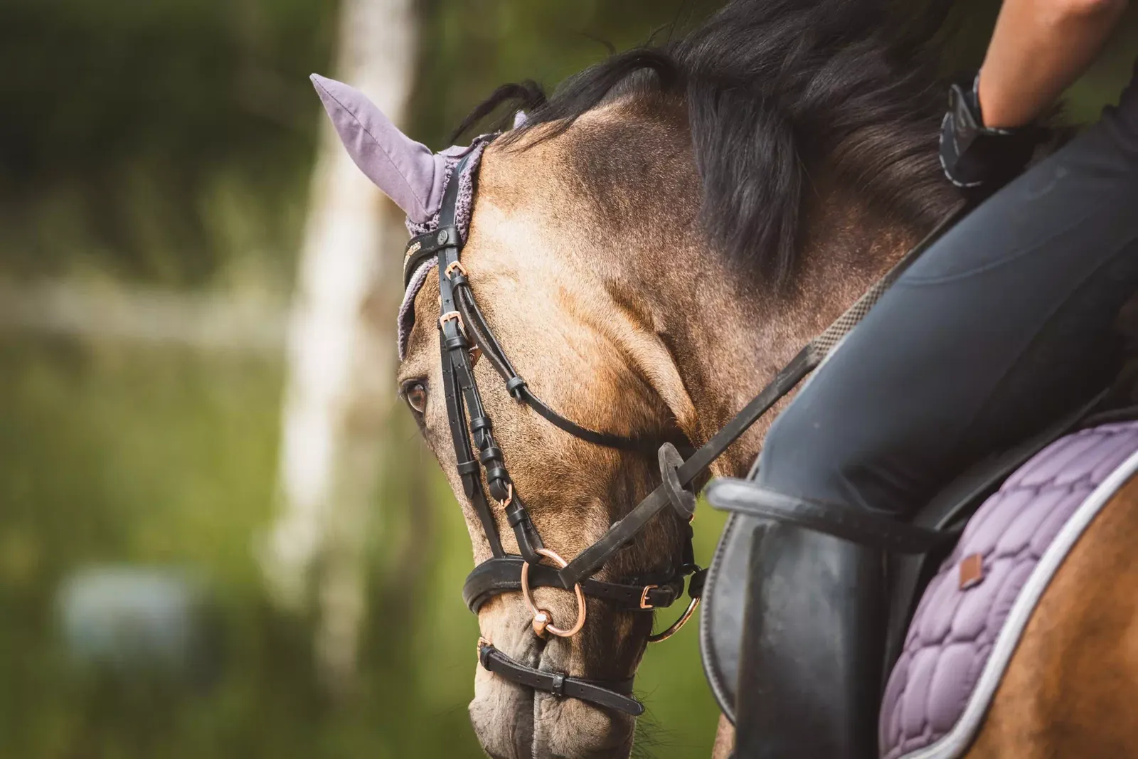 Dettaglio della testa di un cavallo con briglia