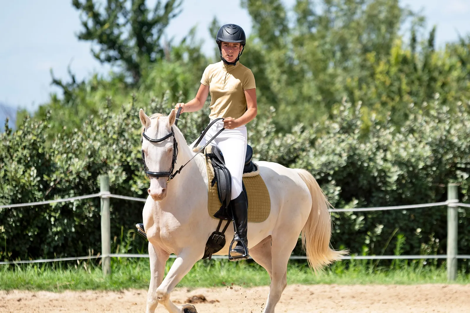 Cavallo bianco al trotto nel recinto del maneggio