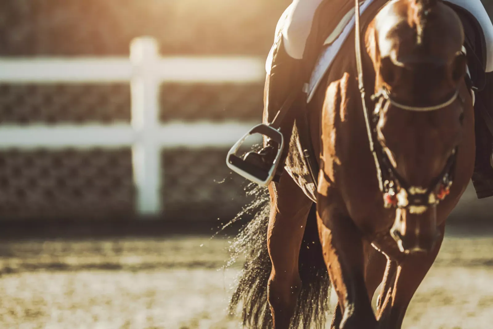 Cavallo al trotto lungo la staccionata